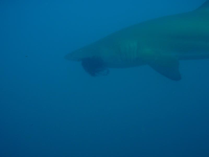 Grey Nurse with fishing net in her mouth