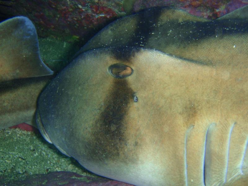 Port Jackson Shark