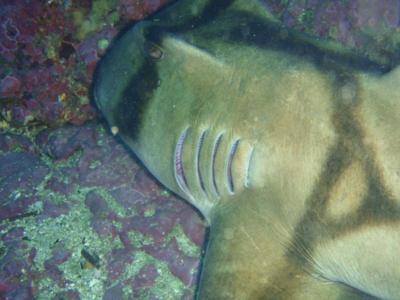 Port Jackson Shark