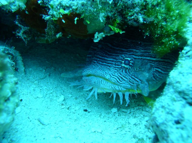 Splendid toadfish