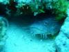Splendid toadfish