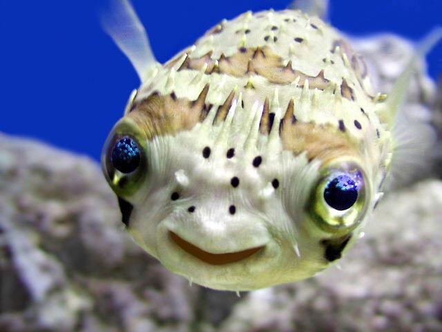 Puffer