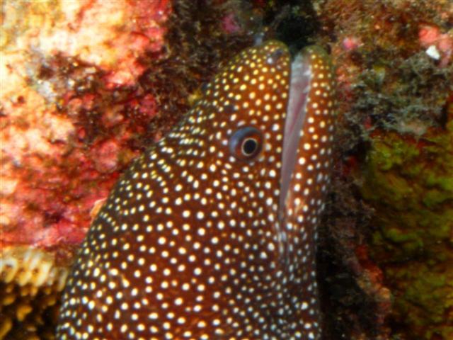 Spotted Moray Tahiti 09