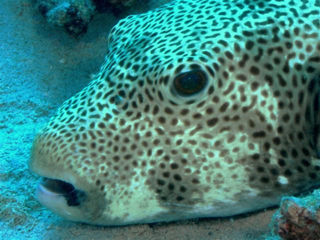 puffer Tahiti 09