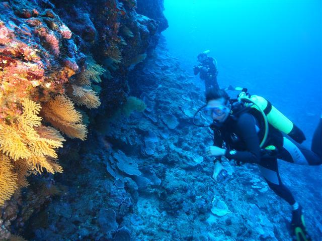 gorgonnes on the reef Tahiti 09