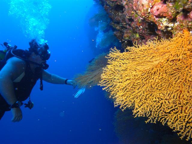 Tom reef dive Tahiti 09