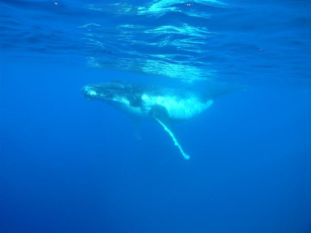 Whale watch Tahiti 08
