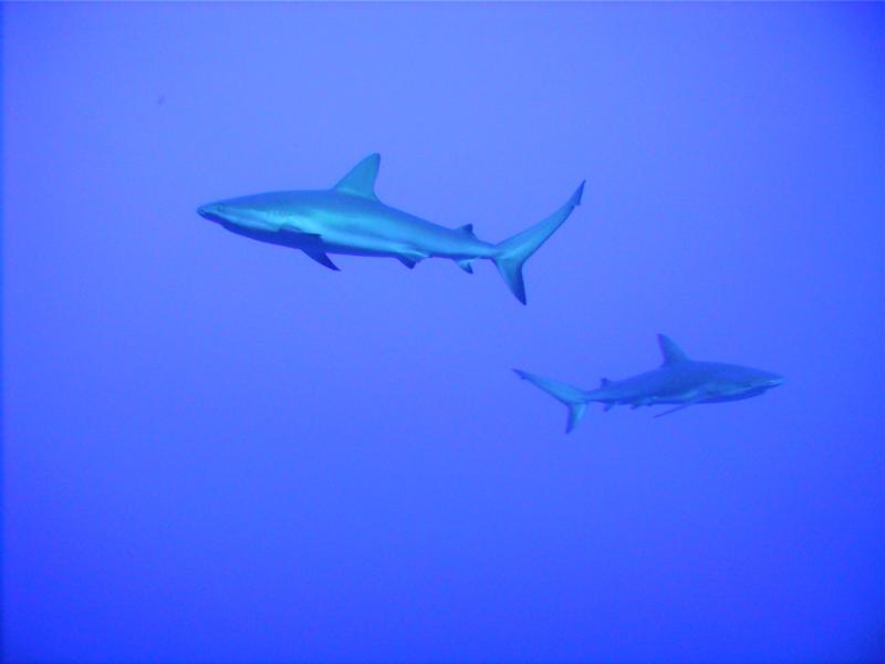 Black Tip