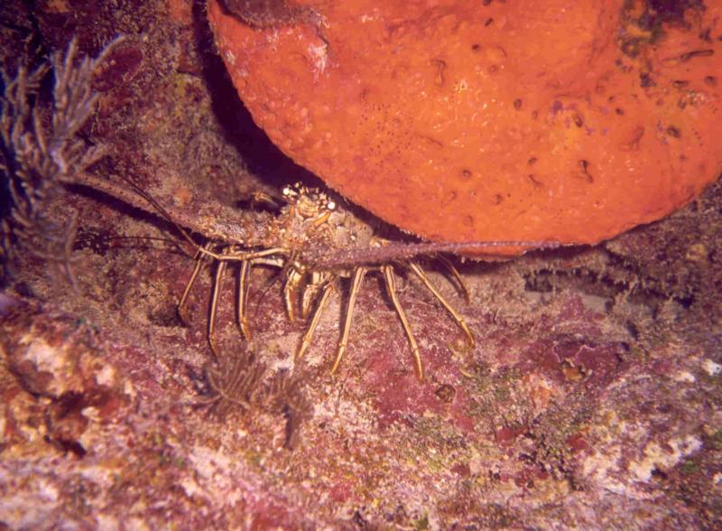 key largo lobster