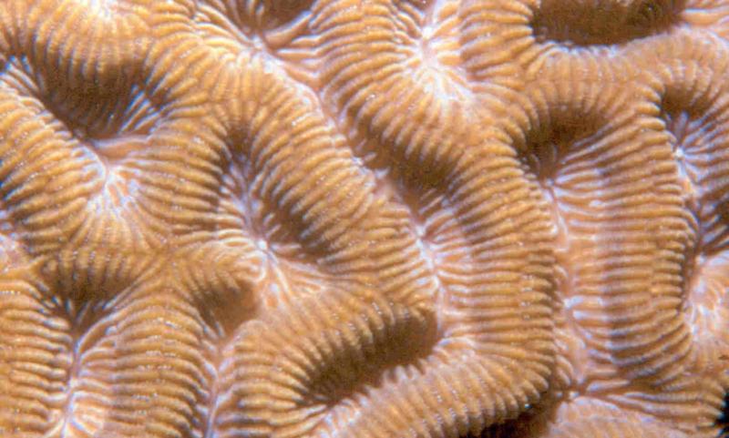 close up brain coral :)