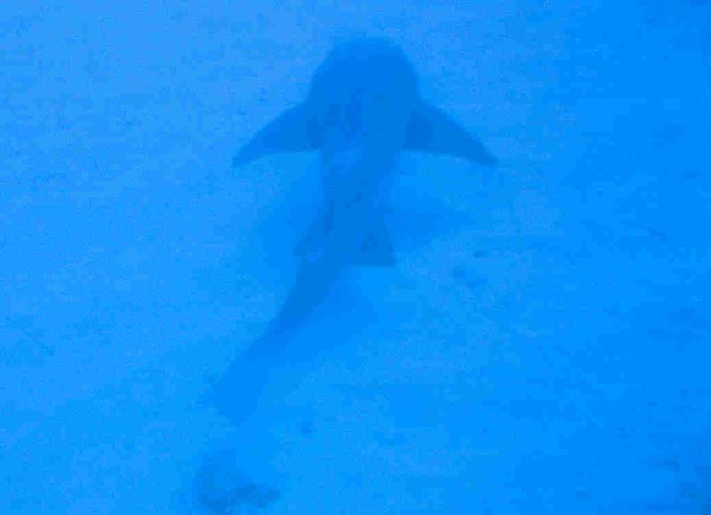 nurse shark