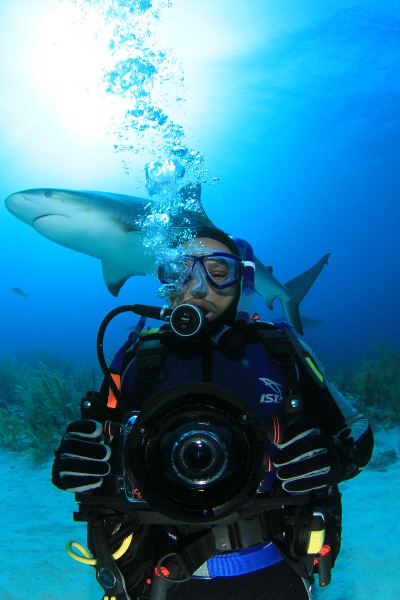 shark dive in the bahamas