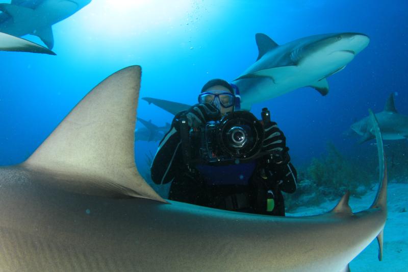 shark dive in the bahamas