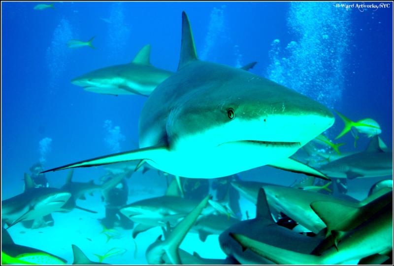 shark dive in the bahamas