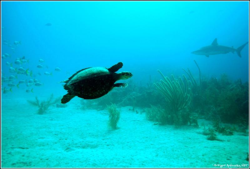 shark dive in the bahamas