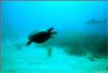 shark dive in the bahamas