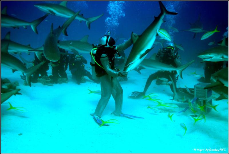 shark dive in the bahamas