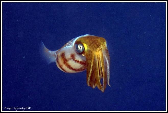 Caribbean Squid off Utila