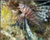 Lionfish