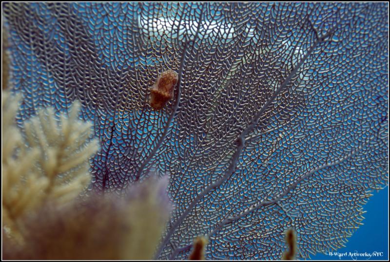 Reef Off North Utila