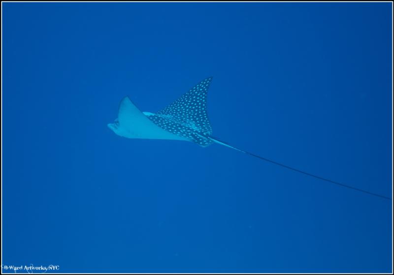 Spotted Eagle Ray off Utila