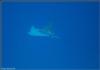 Spotted Eagle Ray off Utila - B_Ward_NYC