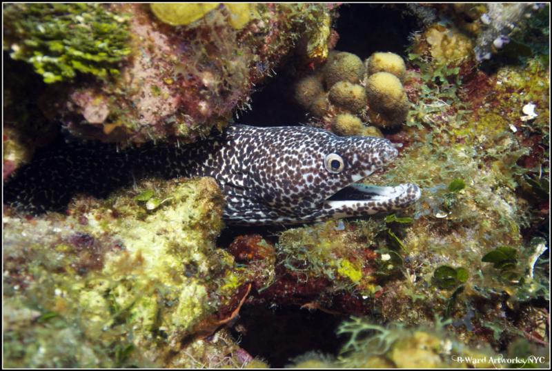 Spotted Morray Eel 