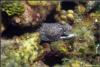 Spotted Morray Eel  - B_Ward_NYC