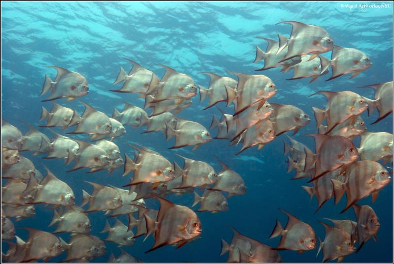 Spadefish School