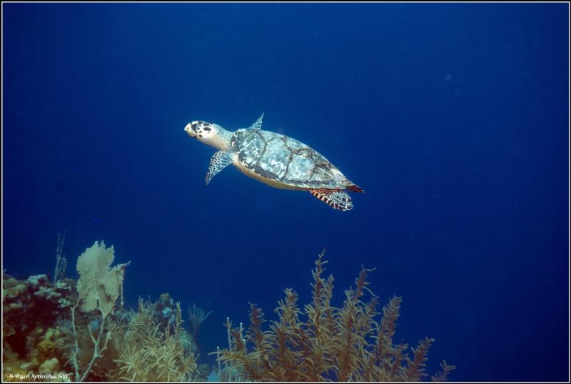 Hawksbill Off Utila