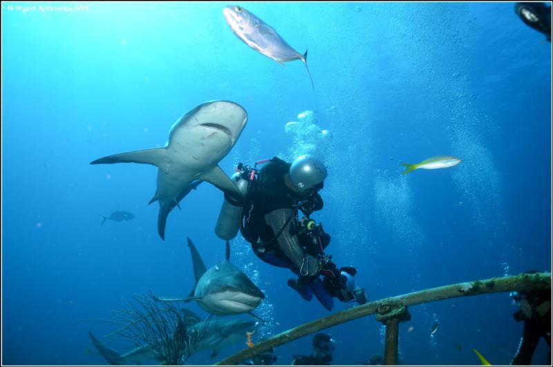 Shark Feed Bahamas