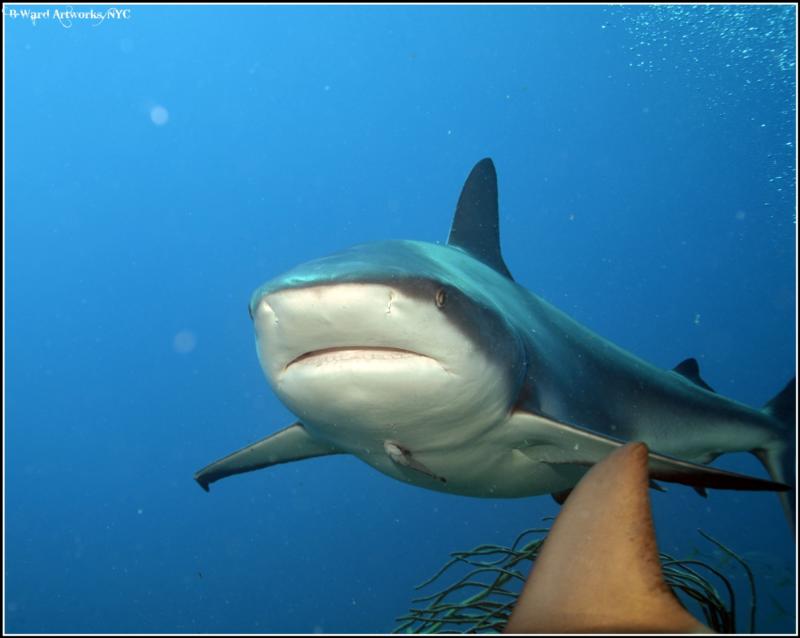 Shark Feed Bahamas