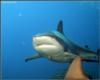 Shark Feed Bahamas