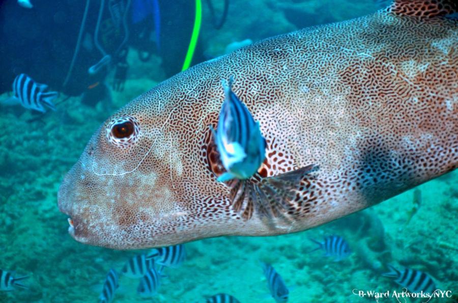 Shark Dive Fiji