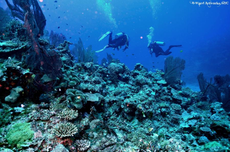 Shark Wall, Fiji