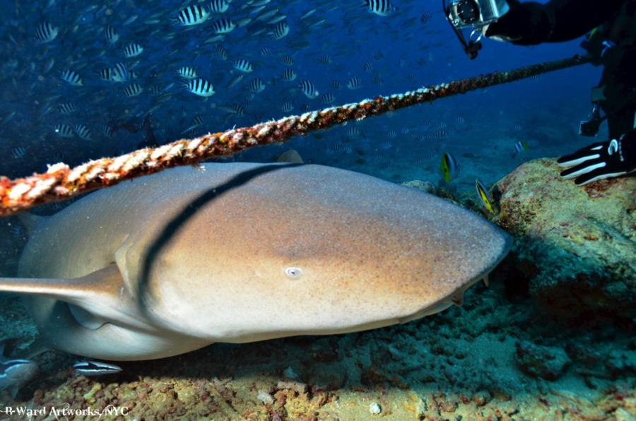 Shark Dive Fiji