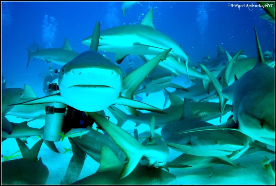 Shark Dive Bahamas