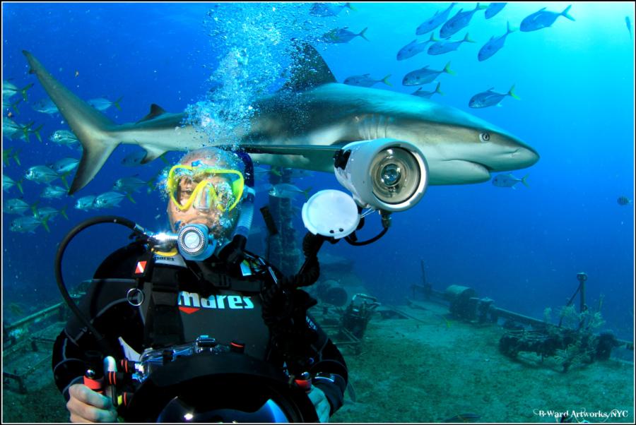 Shark Dive Bahamas