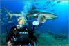 Shark Dive Bahamas