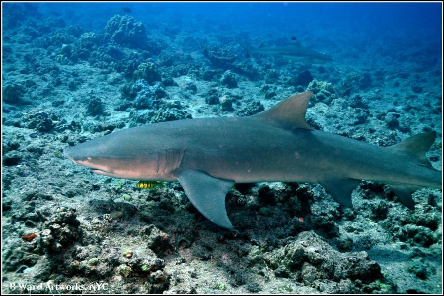 Shark Dive Bora Bora (Tahiti)