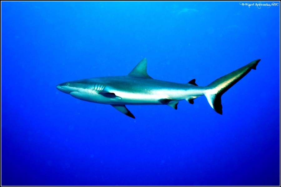 Shark Dive Bora Bora (Tahiti)