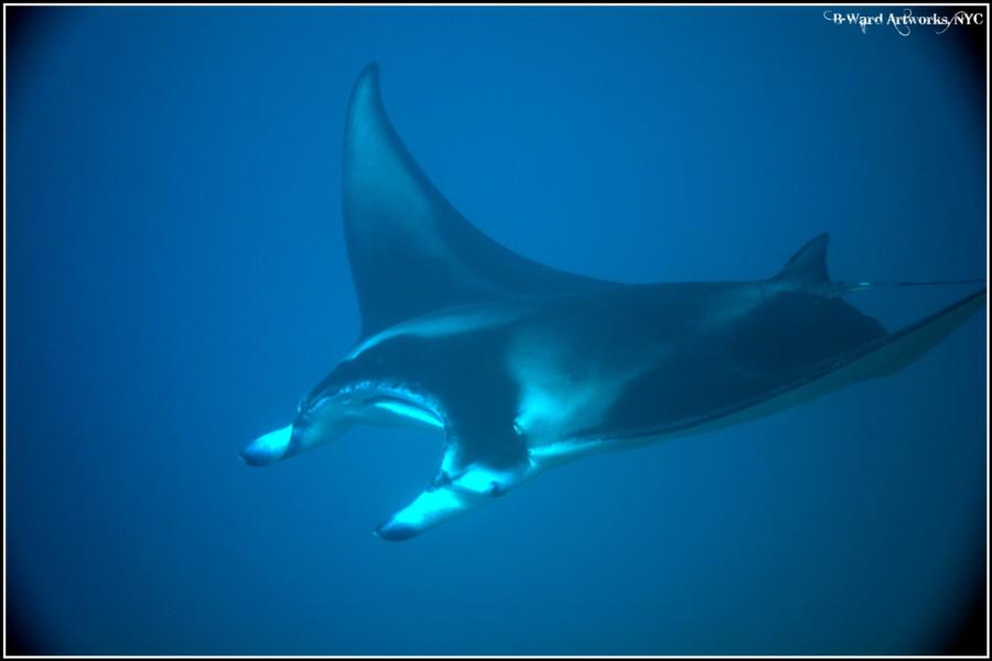 Shark Dive Bora Bora (Tahiti)