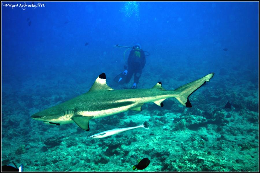 Shark Dive Bora Bora (Tahiti)
