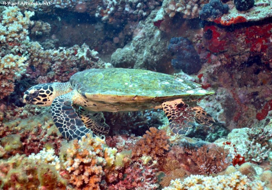 Beqa Lagoon Fiji