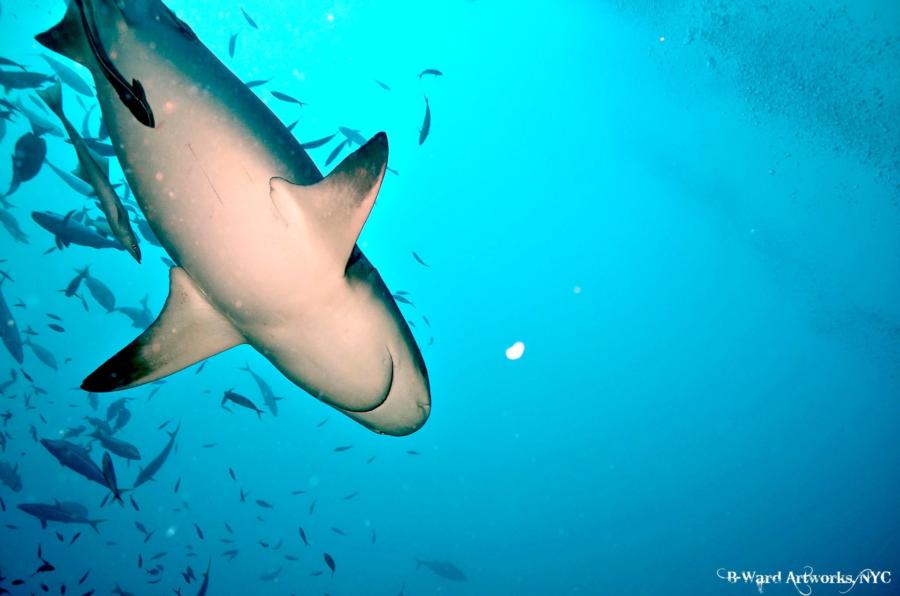 Shark Dive Fiji