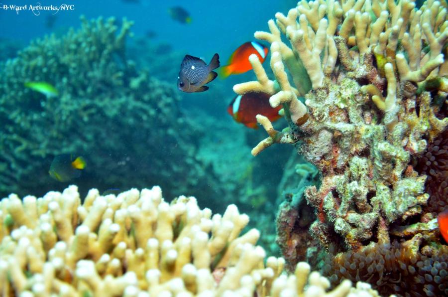 Fiji