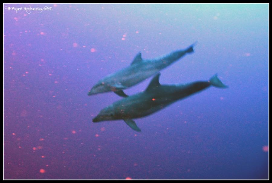 Shark Dive Bora Bora (Tahiti)