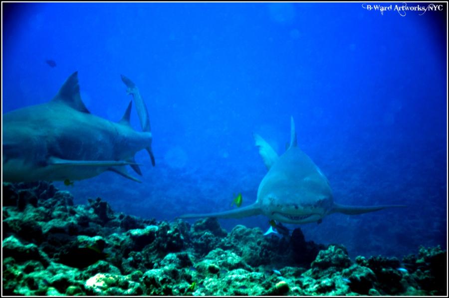 Shark Dive Bora Bora (Tahiti)