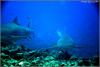 Shark Dive Bora Bora (Tahiti)