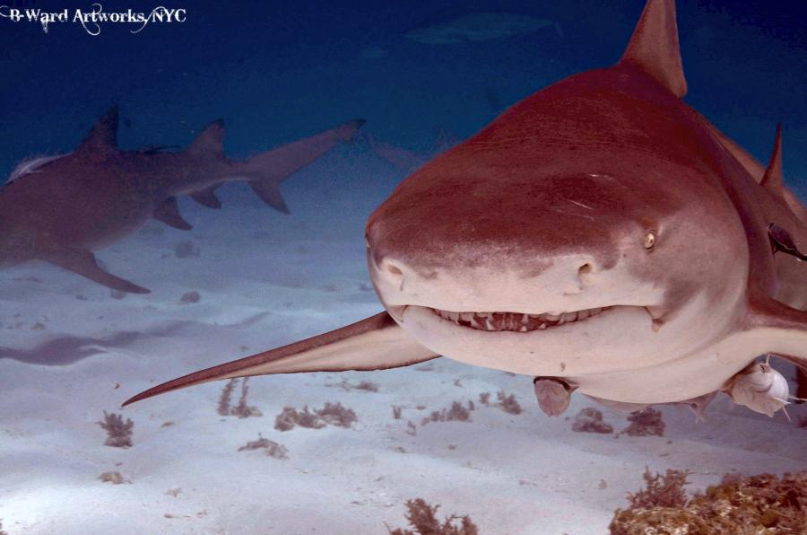 Nosy Lemon Shark